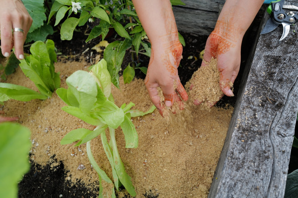 Mushroom Intercropping Services Brochure