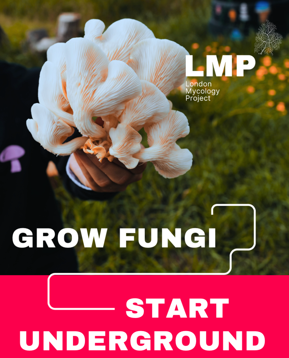 Mushroom Intercropping Services Brochure