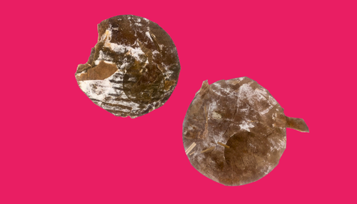 Mycelium Disc