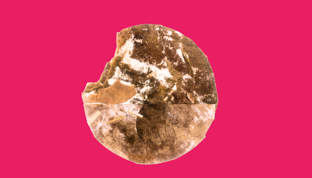 Mycelium Disc